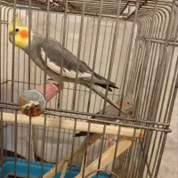 عروس هلندی نروماده  سخنگو