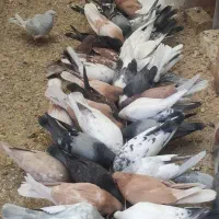 پرنده|پرنده|اصفهان, خیادان|دیوار