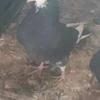 کبوتر پرشی زمانتی عالی