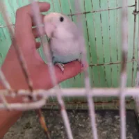 اسباب بازی کشیده و درست