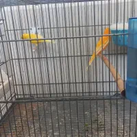 قناری جفت با تخم