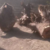 ریشه درخت گردو|گل و گیاه طبیعی|همدان, |دیوار