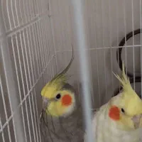 عروس هلندی لوتینو|پرنده|رودسر, |دیوار