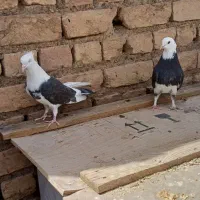 کفتر|پرنده|قم, ارم|دیوار