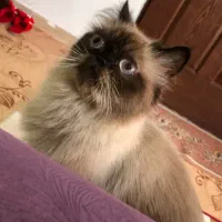 هیمالین فلت نر و ماده