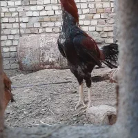 خروس لاری با یک مرغ و یک طاقچه ۷ماه هر ۳تا ۱۰ملیون