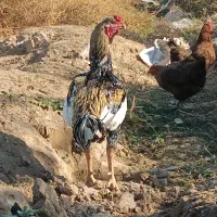 خروس لاری اصیل