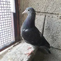 کبوتر مسافتی جات اردن