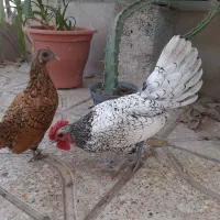 مرغ و خروس سبرایت