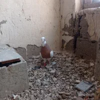 نر و ماده بدون عیب