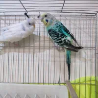 یه جفت مرغ عشق خوش رنگ|پرنده|تهران, سازمان آب|دیوار