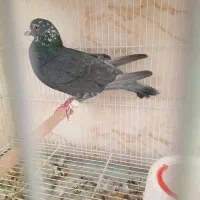 بزک سیاه نر مست200. قره سررو 500