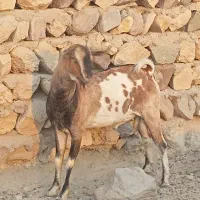 فروش کهر نر چاق مخصوص داشت و قصابی|حیوانات مزرعه|بندرلنگه, |دیوار