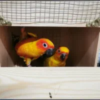 جفت طوطی خورشیدی مولد طوطی سان کانور