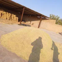 خار|عمده‌فروشی|تربت جام, یحیی آباد|دیوار