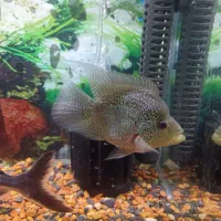 ماهی فلاور  معاوضه اکواریوم