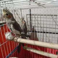 فروش فوری عروس هلندی دستی یک جفت|پرنده|شیراز, سیاه سنگ|دیوار