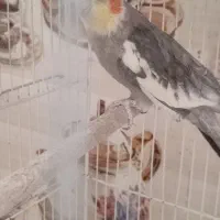 پرنده|پرنده|کرباسک, |دیوار