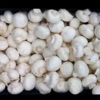 فروش قارچ تازه و ارگانیک