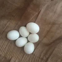 کوتوله ماده اوپال وجوجه مرغ عشق|پرنده|زاهدان, |دیوار