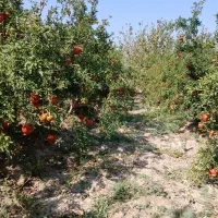 فروش ۲۰۰متر باغچه انار  ۳۵۰ملیون|فروش زمین و ملک کلنگی|سلفچگان, |دیوار