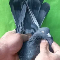 گرفتنی ۸تا یکجا|پرنده|تهران, مولوی|دیوار