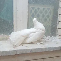 دم چتری ودمگیر|پرنده|اصفهان, ارغوانیه|دیوار