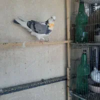 کفتر  پرشی غریب گیری