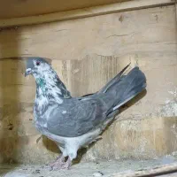 کبوتر پرشی غریب|پرنده|کوهدشت, |دیوار