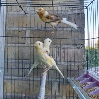 قناری جوان نر و ماده