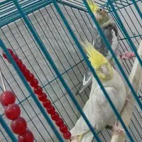 عروس هلندی|پرنده|سوسنگرد, |دیوار