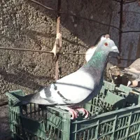 پلاکی مسافتی جفتی|پرنده|سبزوار, رضوان|دیوار