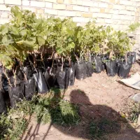 نهال|عمده‌فروشی|اقبالیه, |دیوار