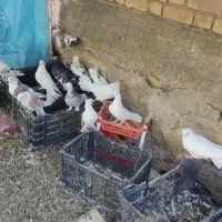 فروش تعدادی کبوتر|پرنده|دلیجان, |دیوار