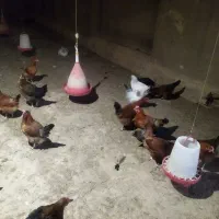 مرغ محلی تخمگذار ضمانتی|حیوانات مزرعه|فامنین, |دیوار