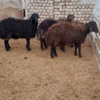 فروش همو و هترو|حیوانات مزرعه|کویرات, |دیوار