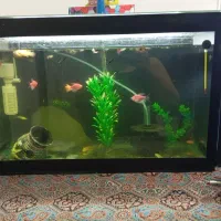 آکواریوم و ماهی مولی بالن|ماهی|کردکوی, |دیوار