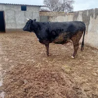فروش گاو شیری|حیوانات مزرعه|بوئین زهرا, |دیوار