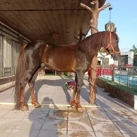 اسب و لوازم سوارکاری|اسب و تجهیزات اسب‌سواری|نجف‌آباد, گلدشت|دیوار