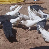 انواع کفتر معاوضه با لوبیا|پرنده|خانمیرزا, |دیوار