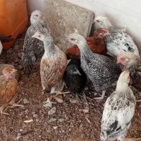 جوجه فروشی قیمت توافقی