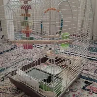 مرغ عشق  جفت مشتی|پرنده|اسلام‌شهر, مطهری|دیوار