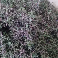 علف کوهی|گل و گیاه طبیعی|شازند, |دیوار