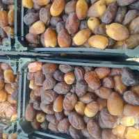 رطب خرما کبکاب تازه خشت سبدی|خوردنی و آشامیدنی|قم, باغ شریفی|دیوار