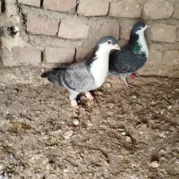 کبوتر رنگی|پرنده|آشخانه, |دیوار