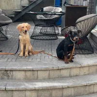 اموزش سگ/مربی سگ/تربیت سگ|خدمات آموزشی|تهران, میرداماد|دیوار