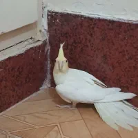 عروس هلندی|پرنده|مشکین‌دشت, |دیوار