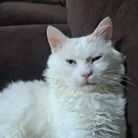 گربه گمشده|حیوانات|رشت, صفاری|دیوار