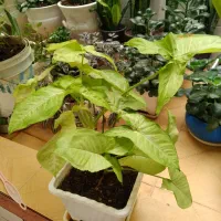 گل شاداب خونگی|گل و گیاه طبیعی|خرمآباد, |دیوار