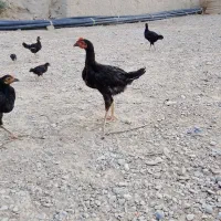 جوجه شوروه ای محلی